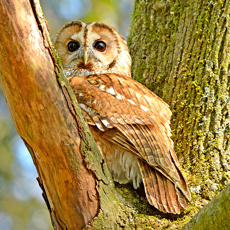Tawny owl