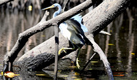 Tricoloured heron