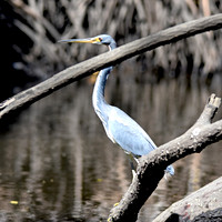 Tricoloured heron