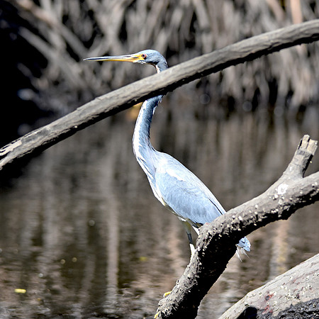 Tricoloured heron