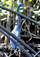 Tricoloured heron