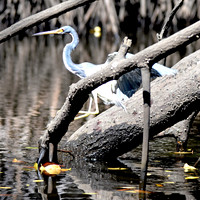 Tricoloured heron