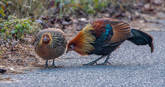 Red junglefowl, male, female