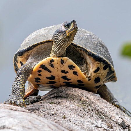 Indian roofed turtle