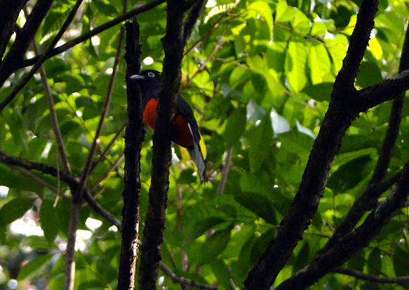 Baird's trogon