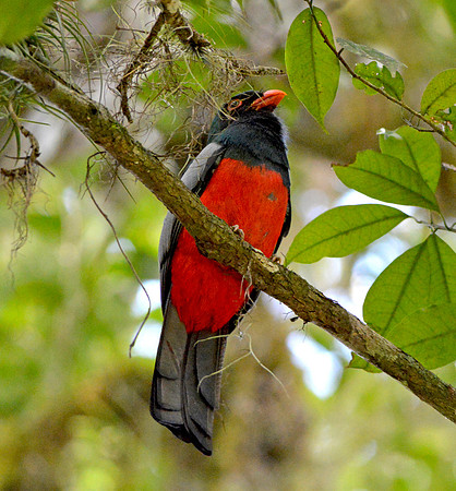 Slaty tailed trogon