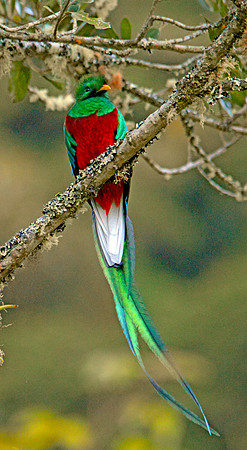 Resplendent quetzal, male
