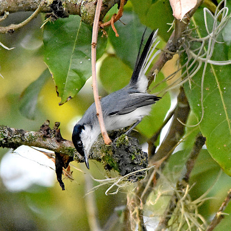 Tropical gnatcatcher