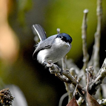 Tropical gnatcatcher