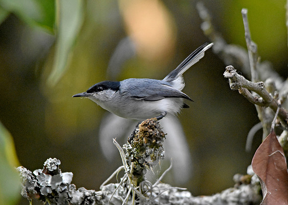 Tropical gnatcatcher
