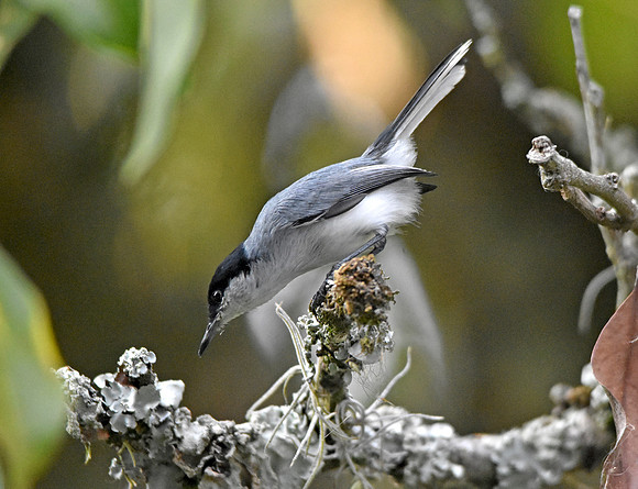 Tropical gnatcatcher