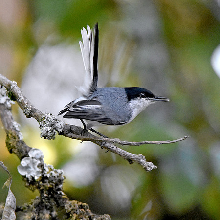 Tropical gnatcatcher