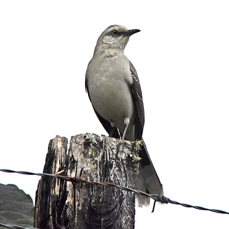 Tropical mockingbird