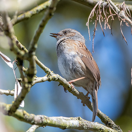 Dunnock / Hedge sparrow