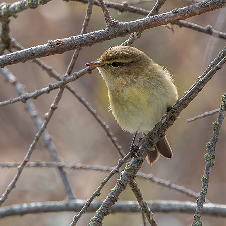 Chiffchaff