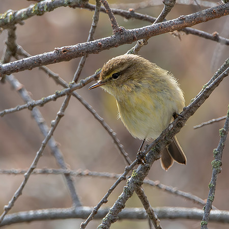 Chiffchaff