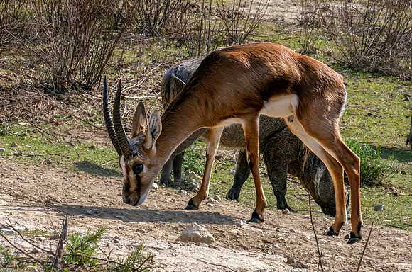 Chinkara