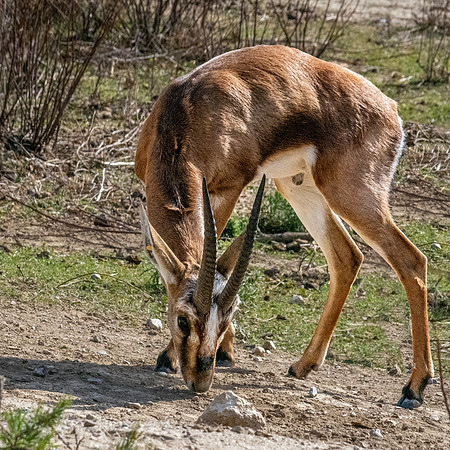 Chinkara