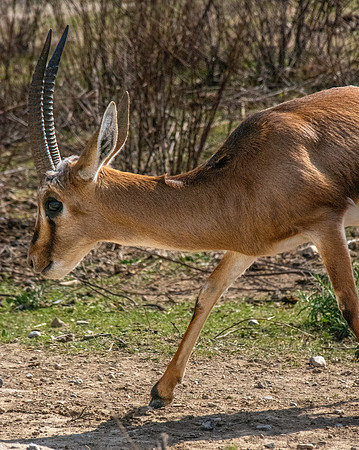 Chinkara