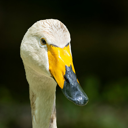 Whooper swan