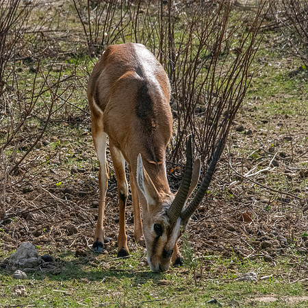 Chinkara