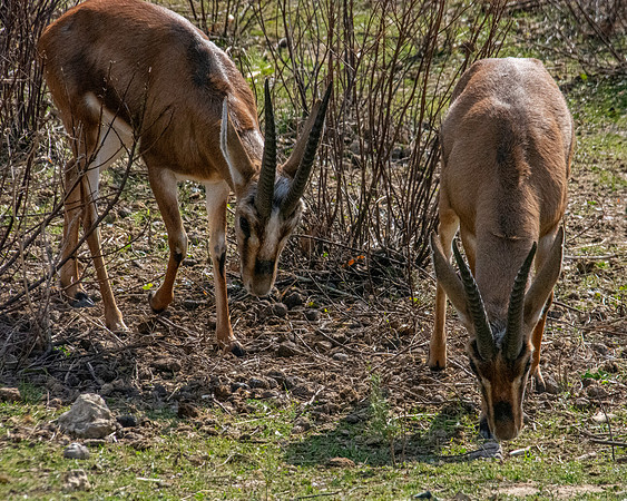 Chinkara