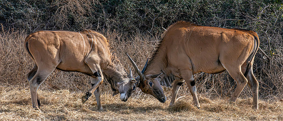 Common Eland