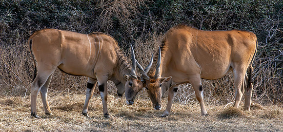Common Eland