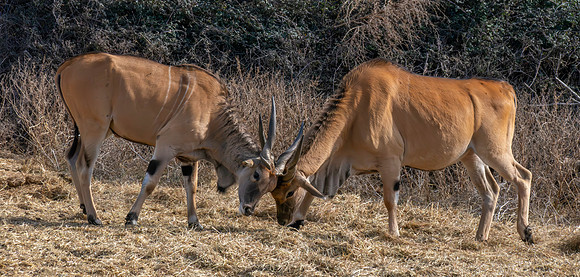 Common Eland