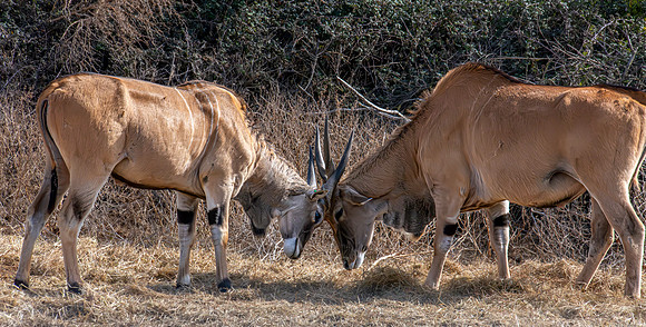 Common Eland