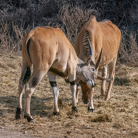 Common Eland