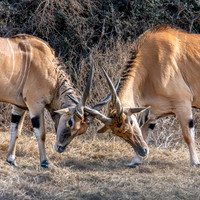 Common Eland