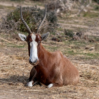 Blesbok