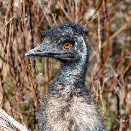 Emu
