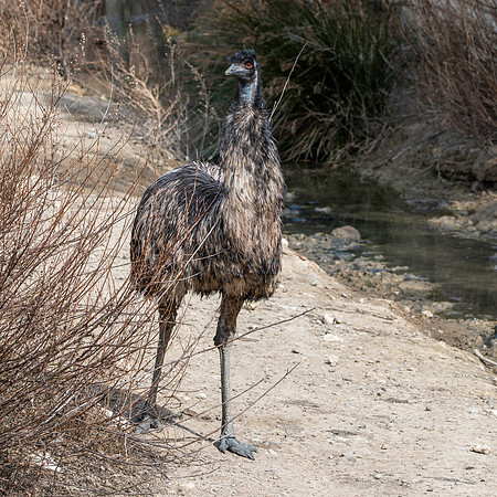 Emu