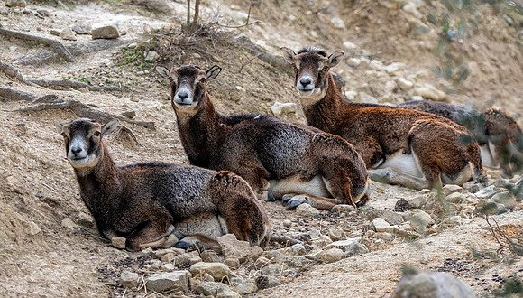 European mouflon