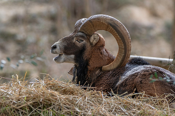 European mouflon