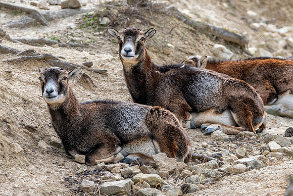 European mouflon
