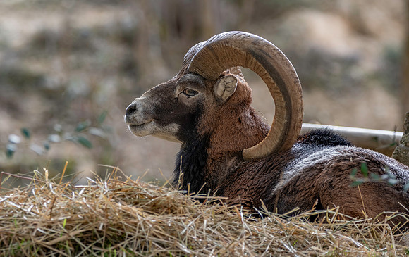 European mouflon