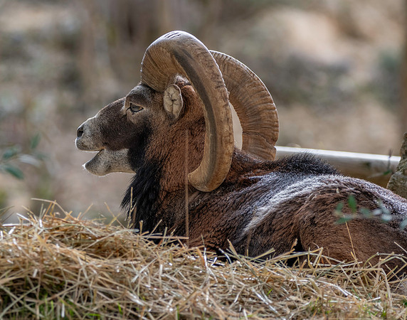 European mouflon