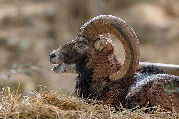 European mouflon