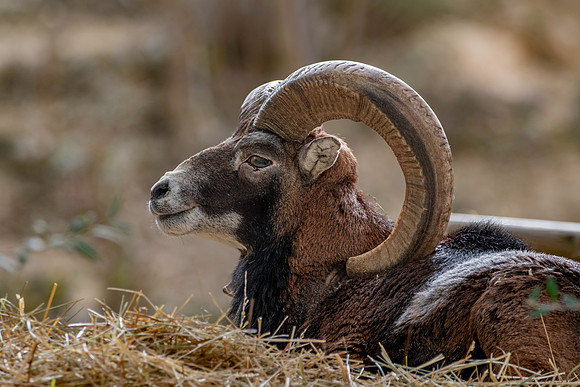 European mouflon