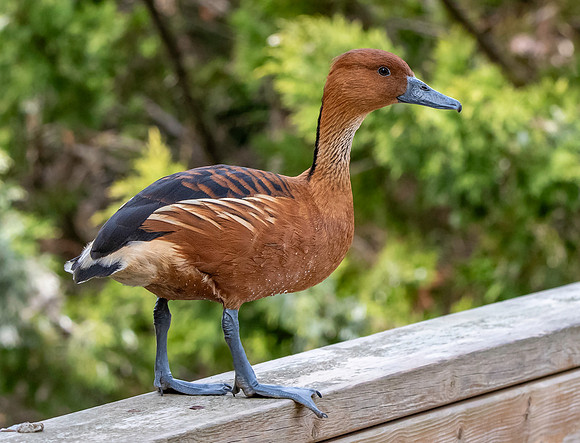 Fulvous whistling duck
