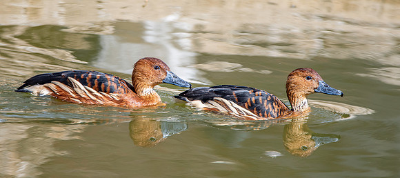 Fulvous whistling duck