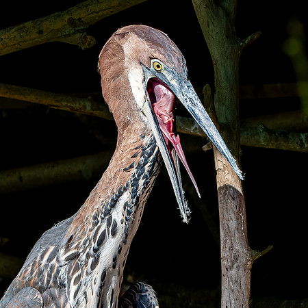 Goliath heron