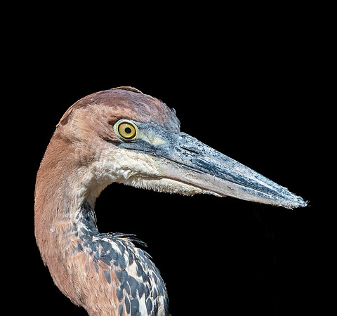 Goliath heron