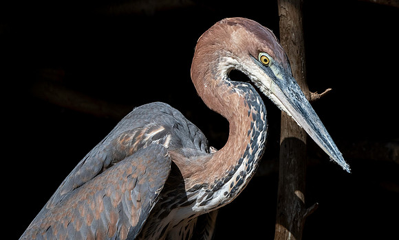 Goliath heron