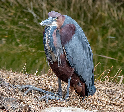 Goliath heron