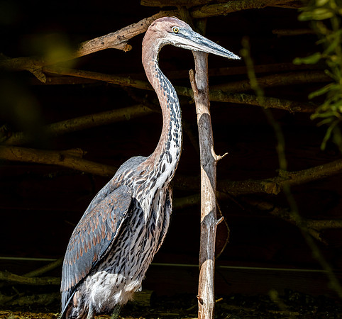 Goliath heron