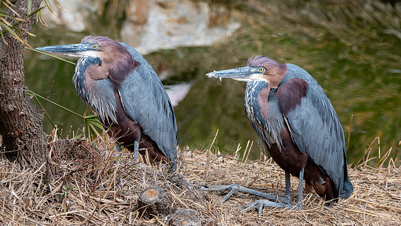Goliath heron